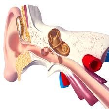 Can You Use a Leaf Blower with Eustachian Tube Dysfunction: Risks, Precautions, and Guidance