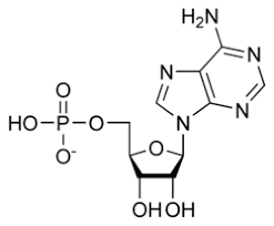 nukleotidy